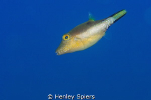 Cutest Puffer Award Nominee by Henley Spiers 